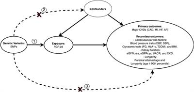 Genetically Predicted Fibroblast Growth Factor 23 and Major Cardiovascular Diseases, Their Risk Factors, Kidney Function, and Longevity: A Two-Sample Mendelian Randomization Study